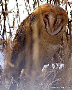 Ground-roosting Barn Owl