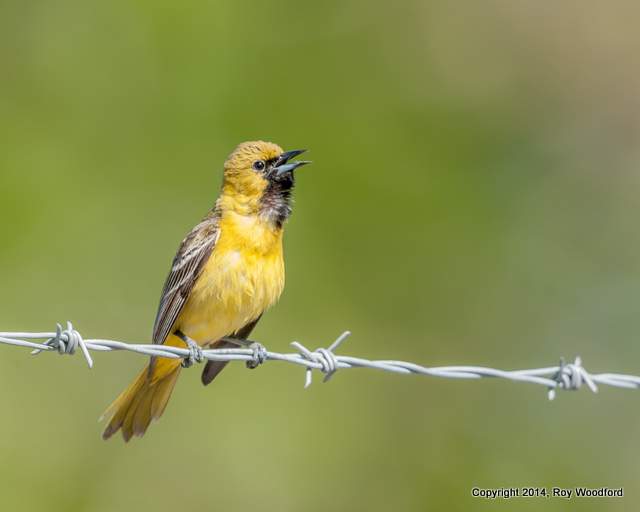 Roy_Woodford_Orchard_Oriole_20130505-002