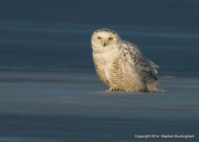 05-Buckingham snow owl 1