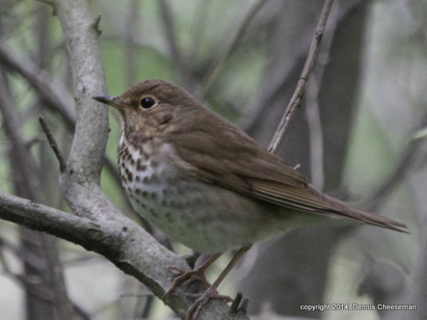 Veery and Swainson’s Thrush @DeKorte | The Meadowlands Nature Blog