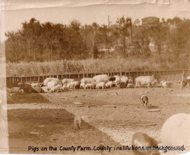 County Farm Pigs
