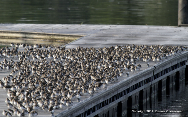 pier of pipers