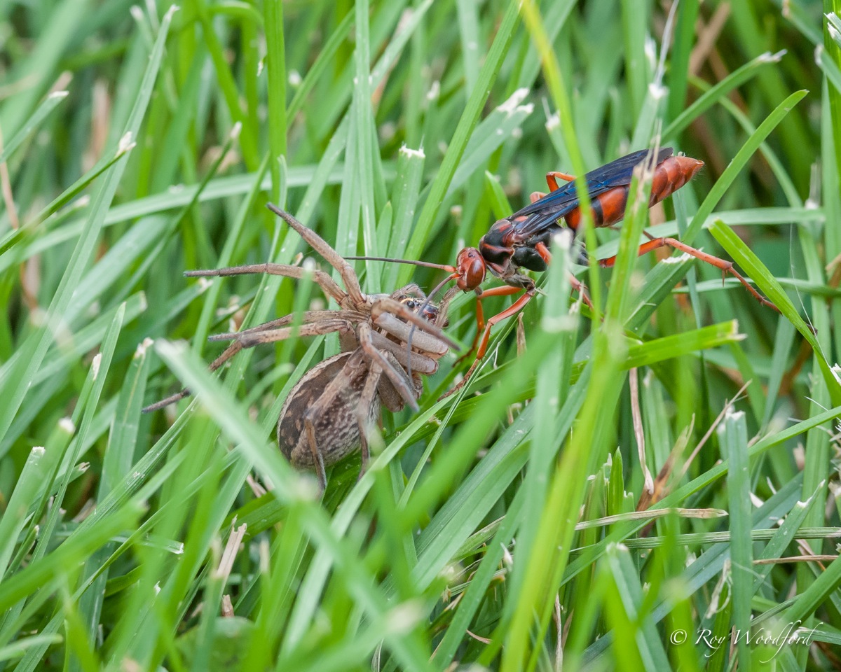 wasp dragging spider roy