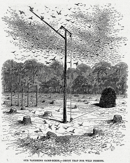 passenger pigeon decoy trap-001