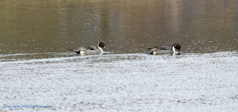 Pintails-1