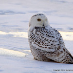 Muhammad Faizan snowy owl