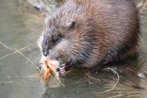 Muskrat by Chris Taylor