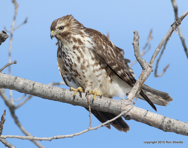 RS Immature Red-shouldered Hawk Perched