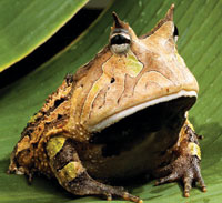 amazon-horned-frog-jDAngeli-lr