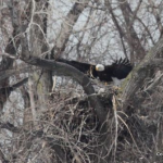eagle nest at ridgefield park by JW