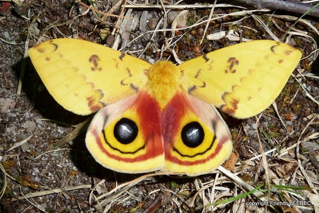 The Io Moth (Automeris io) is the proposed State Moth of NJ.