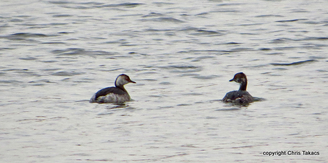Horned Grebes caught on camera by Chris Takacs.