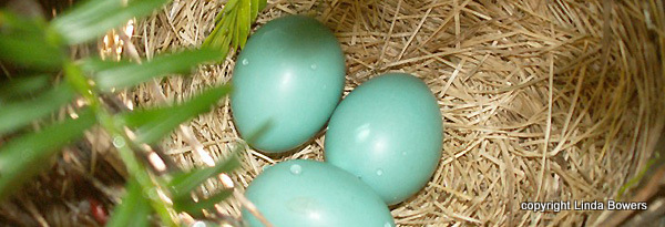 Robin eggs Linda Bowers