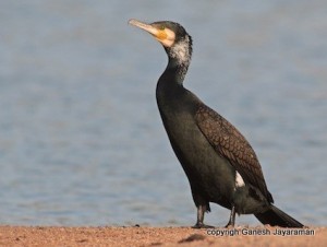 great cormorant © Ganesh Jayaraman,