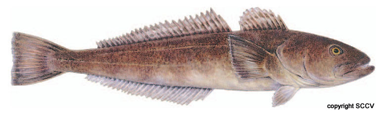 patagonian_toothfish