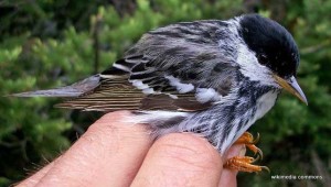 blackpoll warbler_wiki