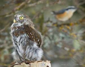 Robotic Pygmy Owl stirs excitement among other species.