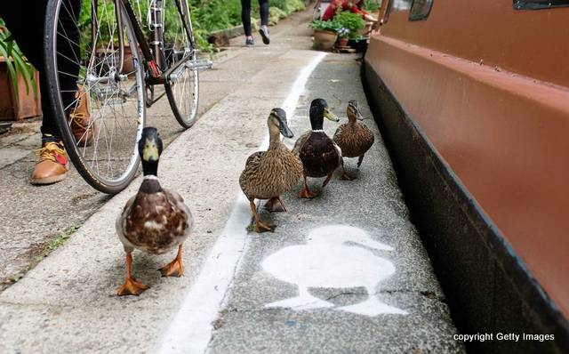 Duck lanes are meant to reduce ruffled feathers on narrow towpaths. (Photo: Bethany Clarke/Canal & River Trust/Getty Images)