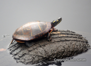Painted Turtle Don Smith Carlstadt