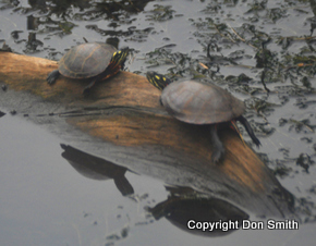 Painted Turtles Don Smith Carlstadt