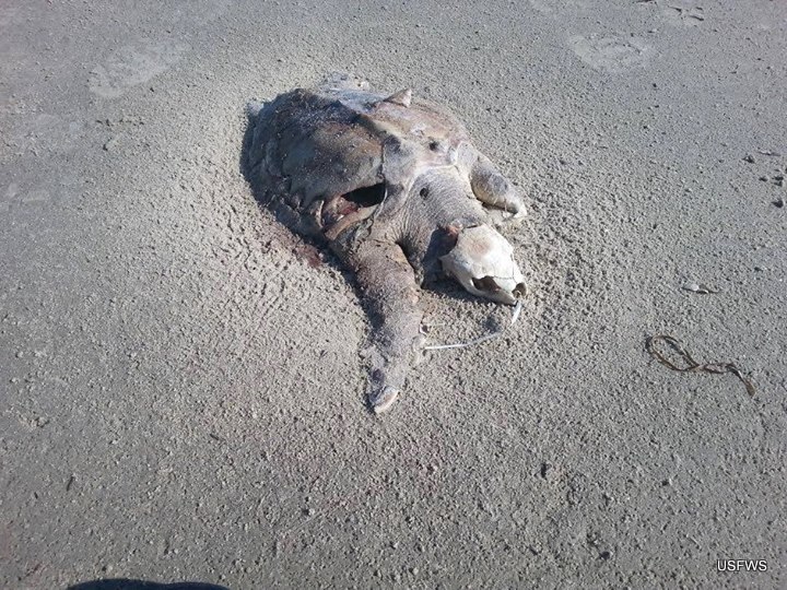 Sea Turtle Dead from balloon