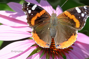 July 10_Butterfly-Redadmiral-DRoadSM_ReginaGeoghan_9048