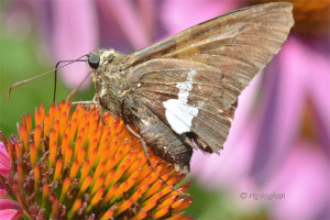 July 10_Butterfly-SilverSpottedSkipper-DRoadSM_ReginaGeoghan_9089