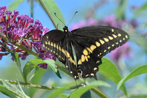 July 22_Butterfly-BlackSwallowtail-DeKorte-SM_ReginaGeoghan_9275