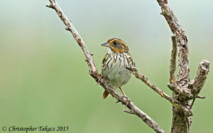 Saltmarsh Sparrow 3