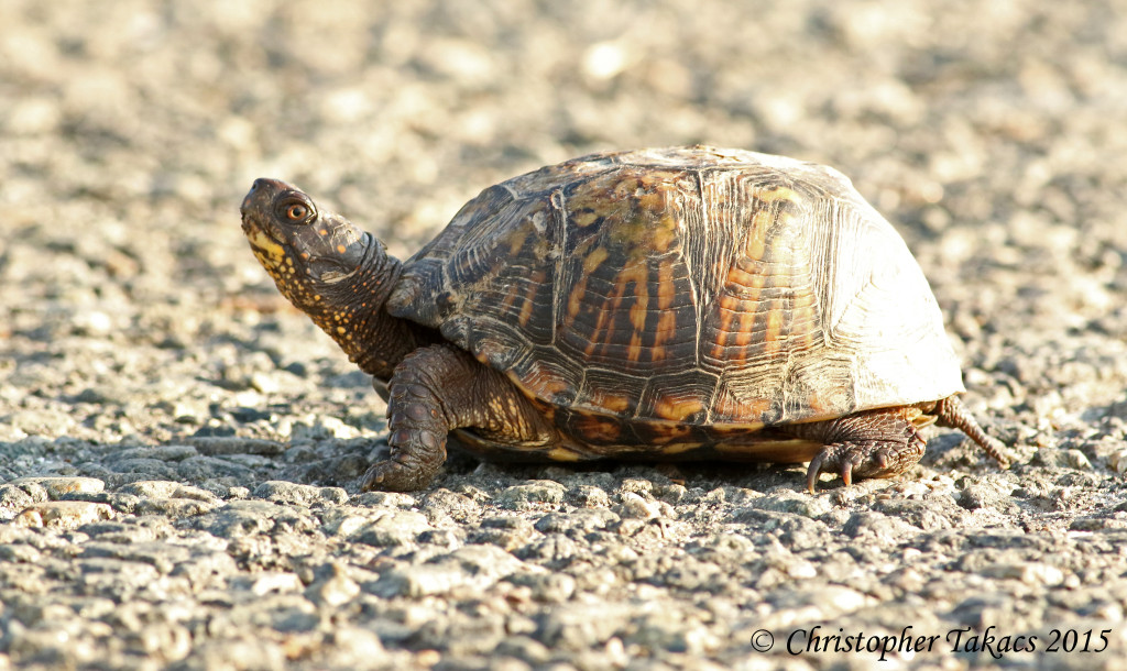 Turtle Alert | The Meadowlands Nature Blog