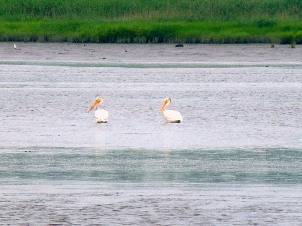 pelicans