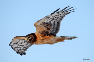 northern harrier jeff nicol