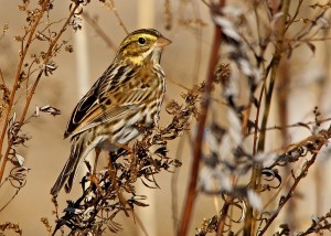 savannah sparrow fred nisenholz