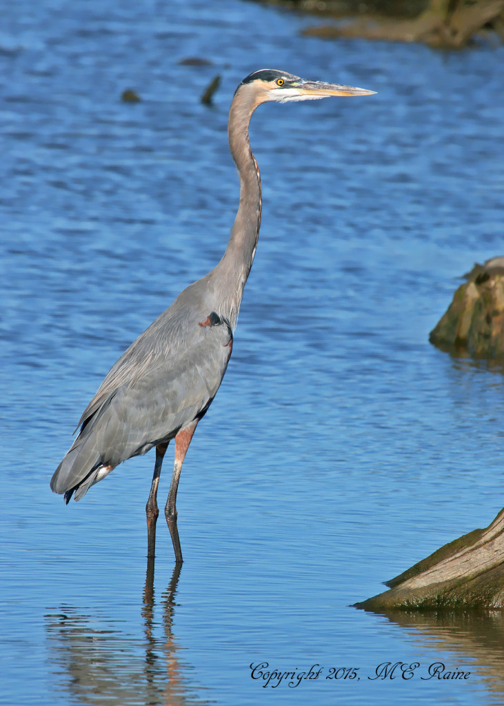 061 B Heron Great Blue 021if MCM Mdwlnds NJ 101115 OK FLICKR | The ...