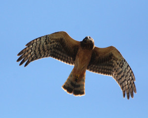 Northern Harrier Credit NJSEA