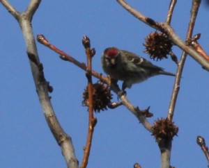 Redpoll on Sweetgum Tree. Courtesy Bergen County Audubon Society