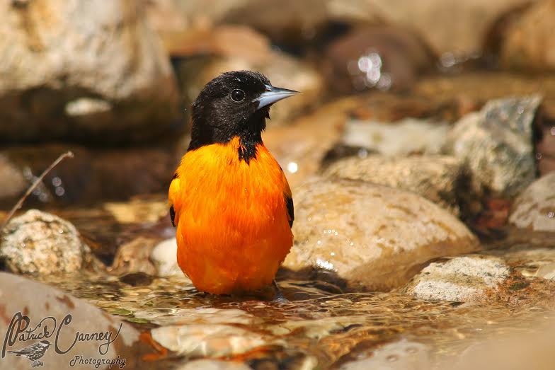 Our backyards can become important habitats for birds like this Baltimore Oriole. Photo courtesy of Patrick Carney