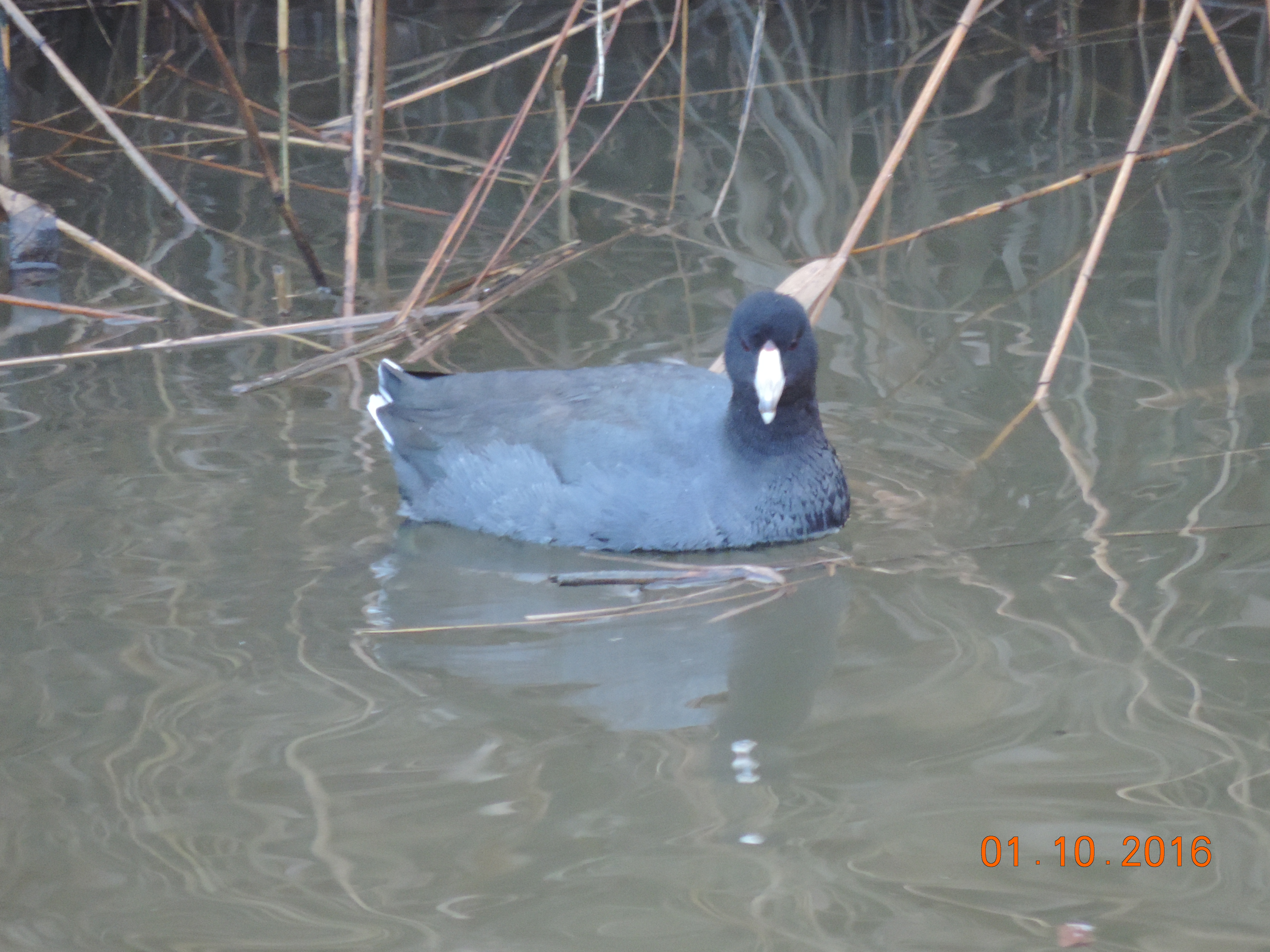 American Coot Rich Brown 1.10.15