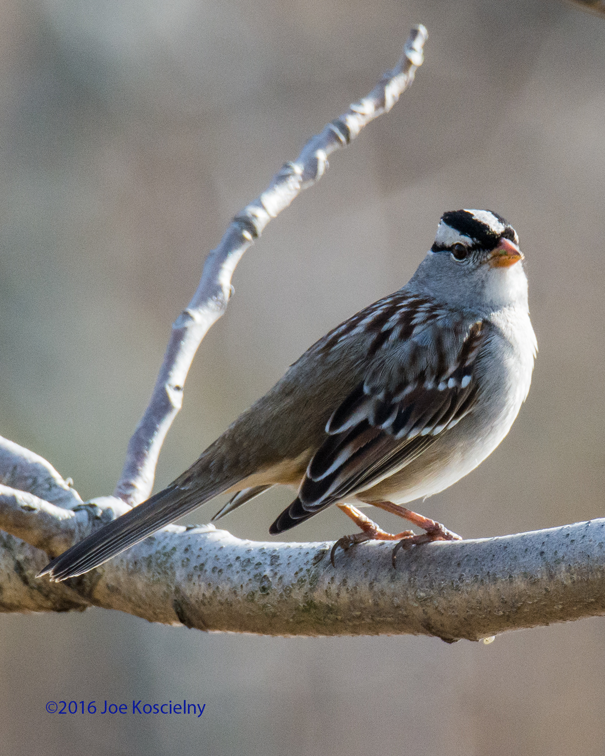 DeK 1-07-White-crowned Sparrow 3