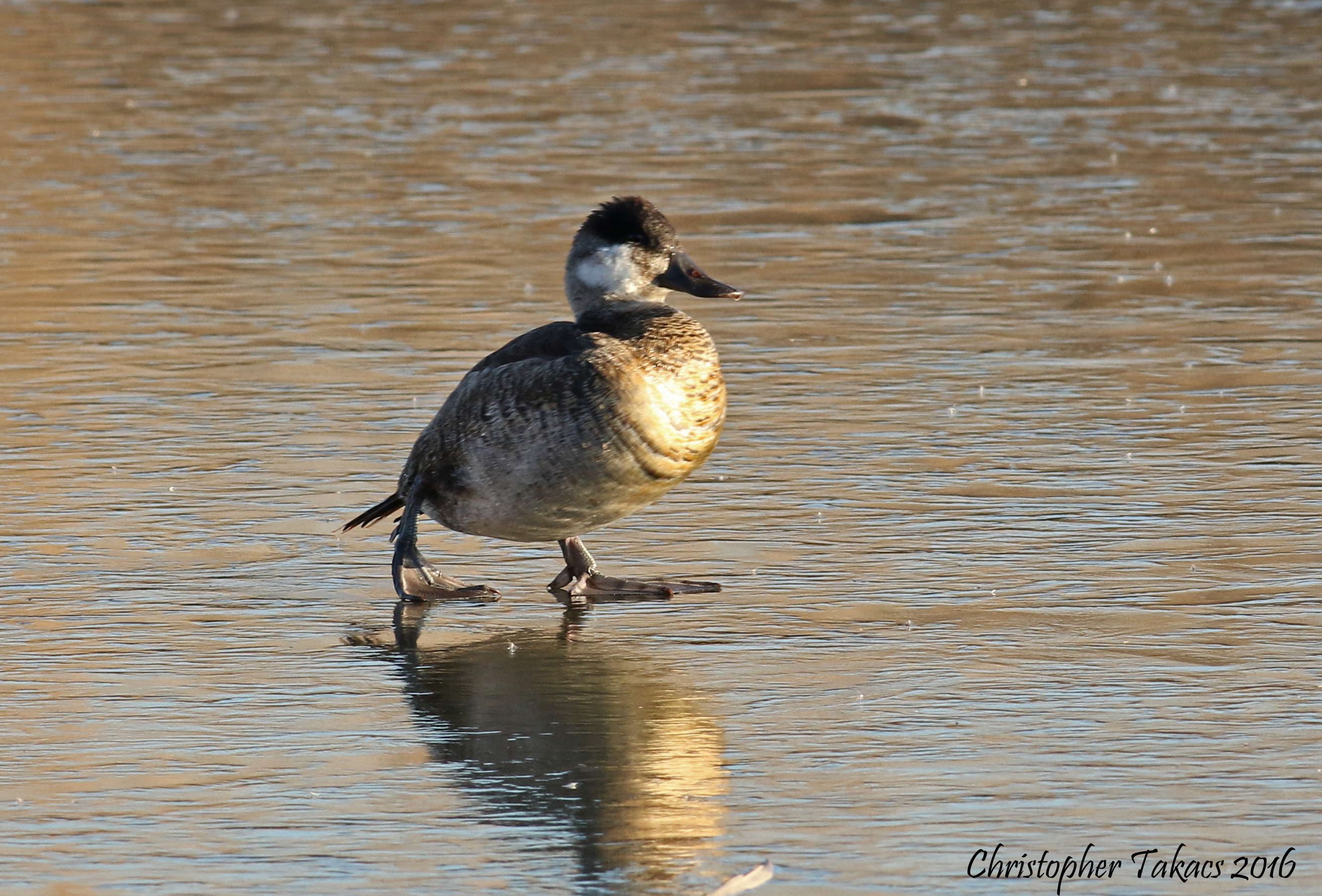 Ruddy Duck On Ice Takacs DeKorte 1.3.15