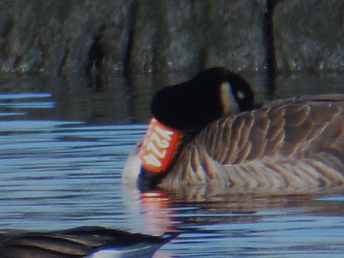 Banded Canada Goose