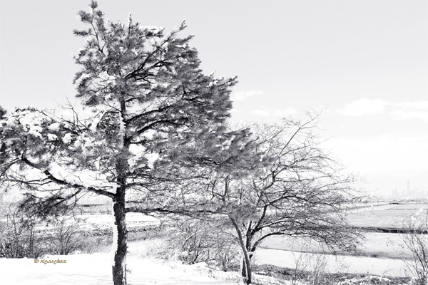 NJ Meadowalnds. A landscape scene in Richard W. DeKorte Park in Lyndhurst NJ after a light snowfall.