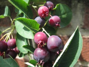 Serviceberries