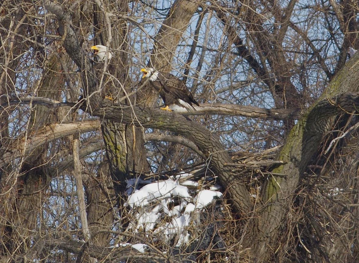 Alice and Al the Bald Eagles Along the Overpeck in Ridgefield Park