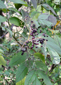 American Elderberry