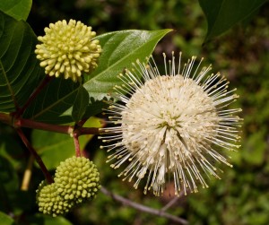 Buttonbush