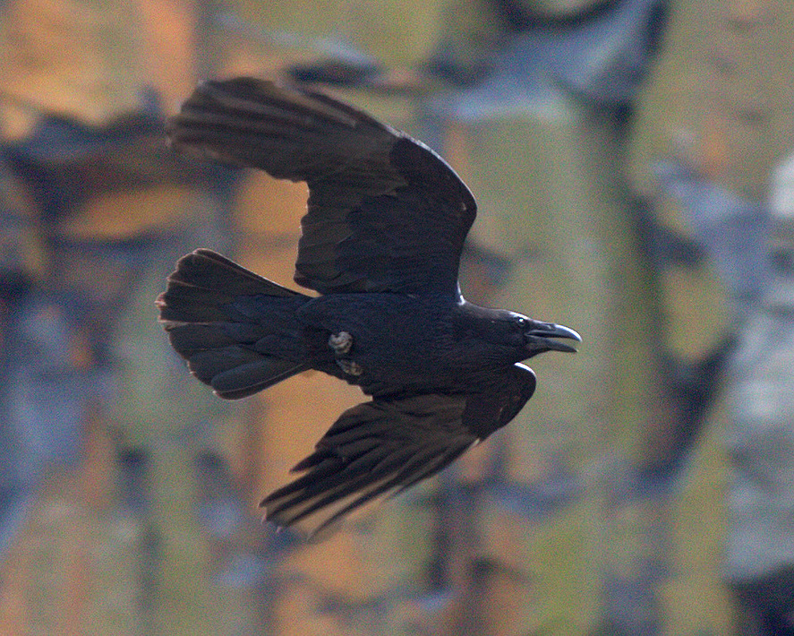 common-raven