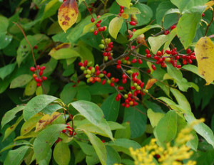 Spicebush 