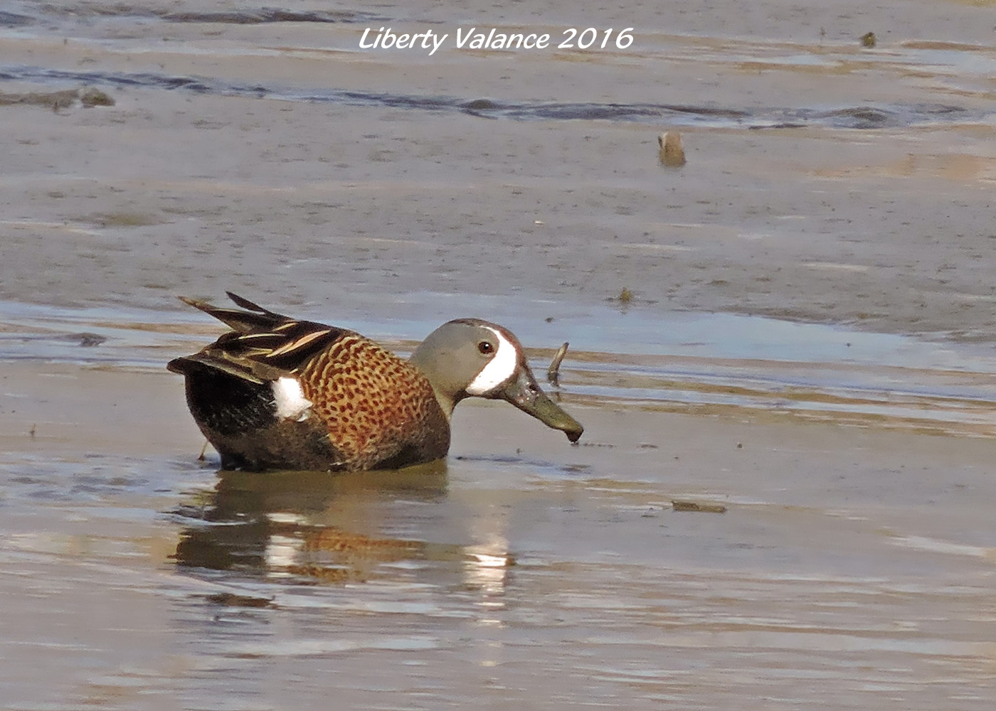 Blue-Winged Teal from Mill Crk Marsh Apr 23 2016 SIGNED Liberty Valance