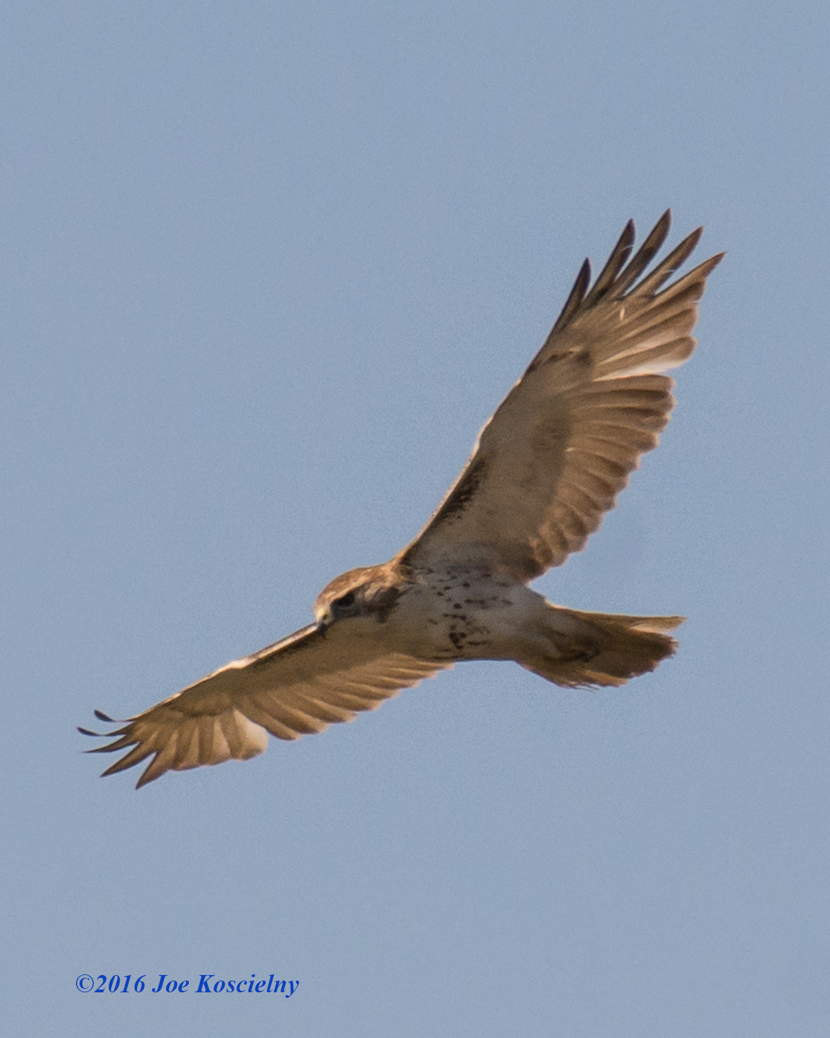 Red-tailed Hawk